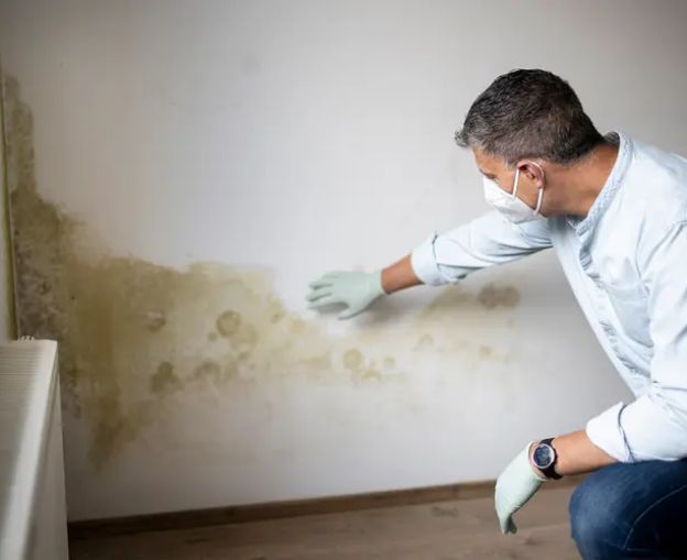 Person inspecting mold growth on a wall, wearing gloves and a mask for safety.