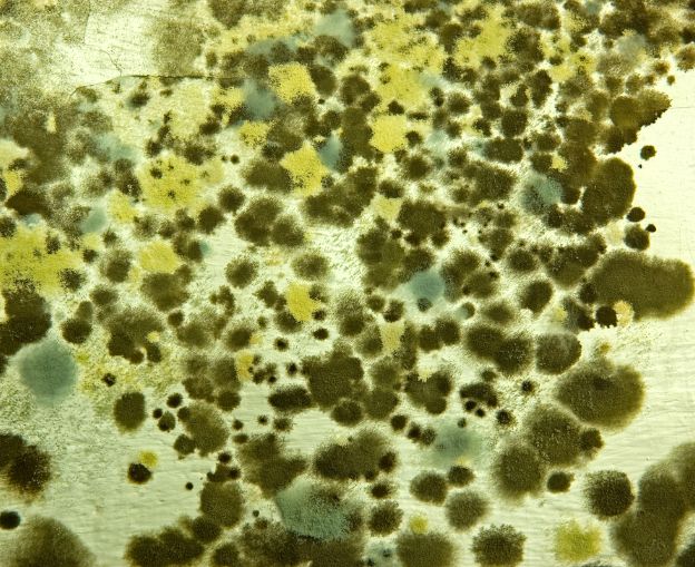 Close-up of mold growth on a surface, showing various fungal colonies.